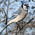 Blue Jay..