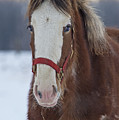 Gentle Giant Baby...