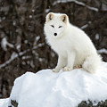 Winter Fluff