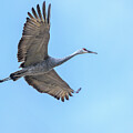 Winged
